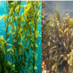 seaweed