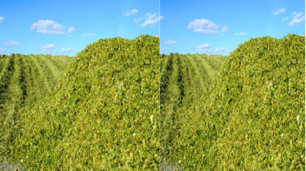 यदि धूप अधिक तेज न हो तो हरे चारे को अधिक पतली सतहों में फैलाया जाता है.