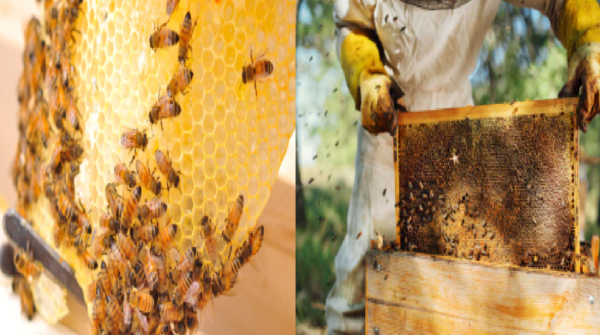 Bee keeping news