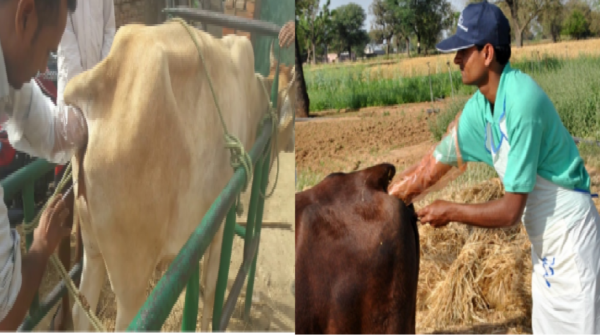 livestock animal news