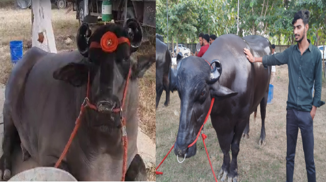 animal husbandry