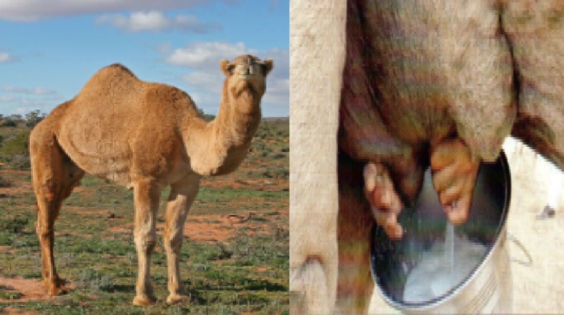 animal husbandry