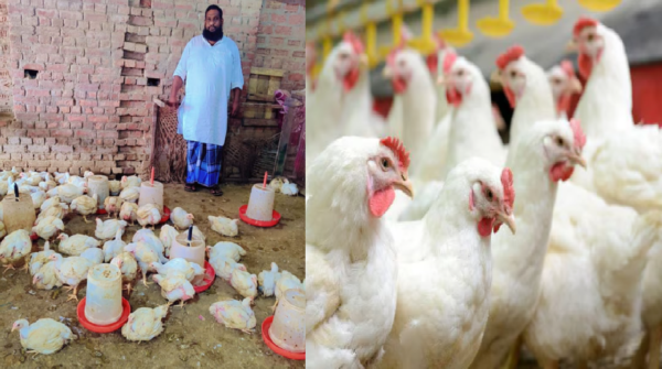 livestock
