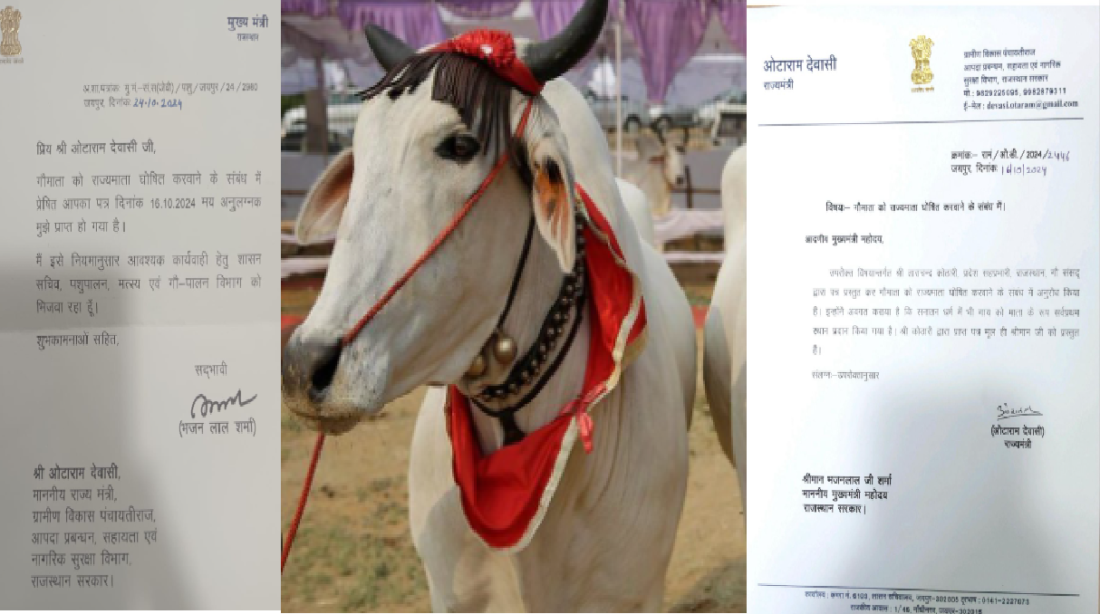 cow usbandry
