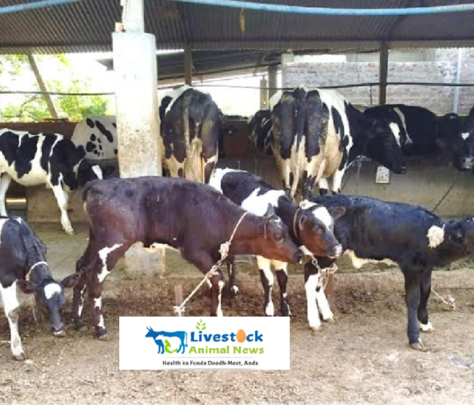 livestock animal news