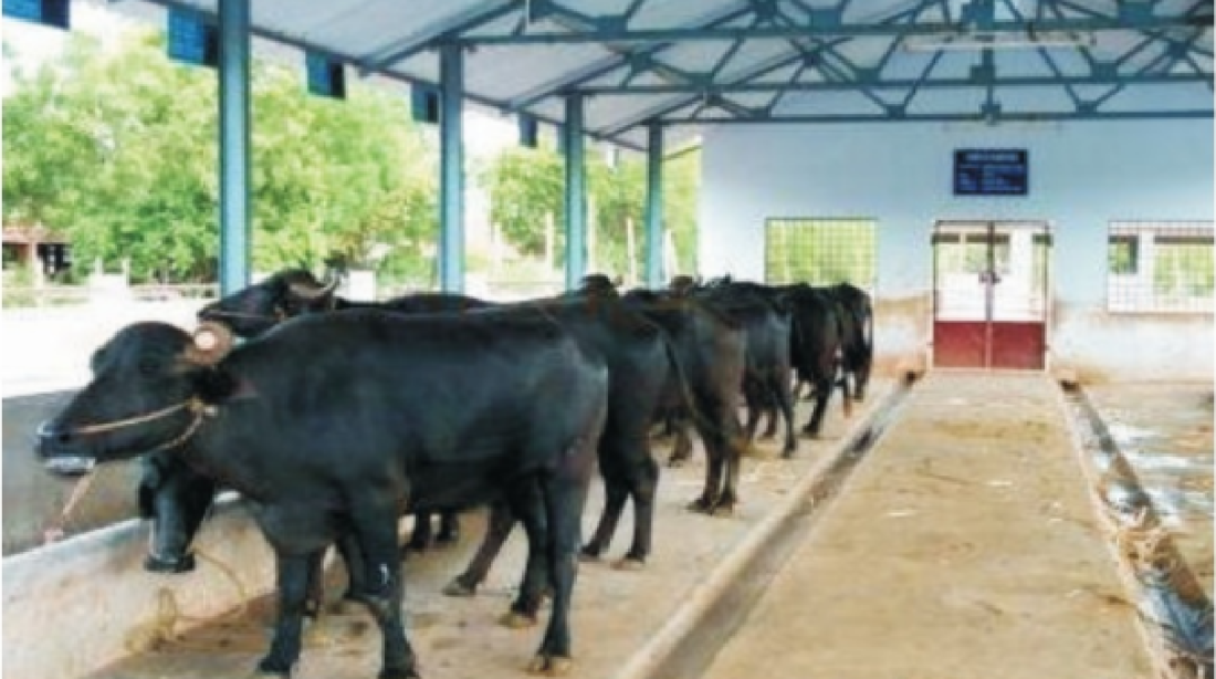 livestock