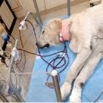 livestock animal news