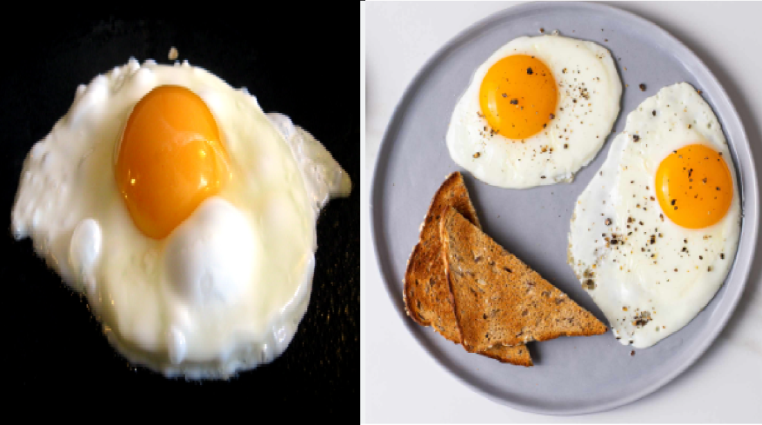 egg production