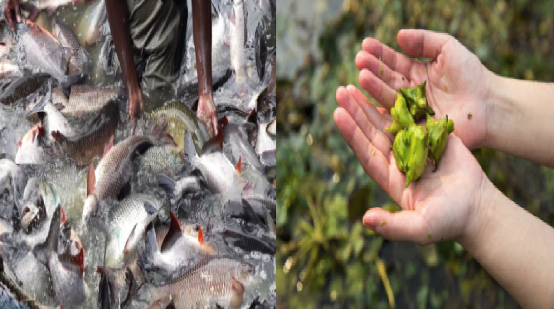 fish farming