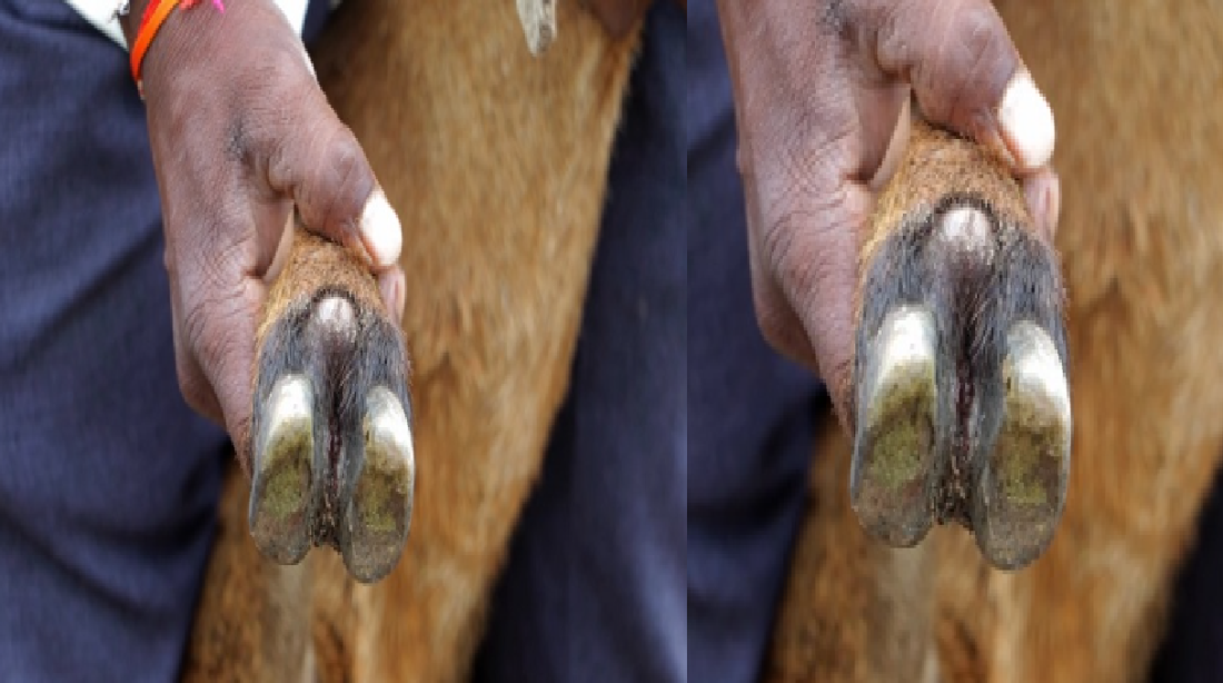 animal husbandry
