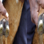 animal husbandry