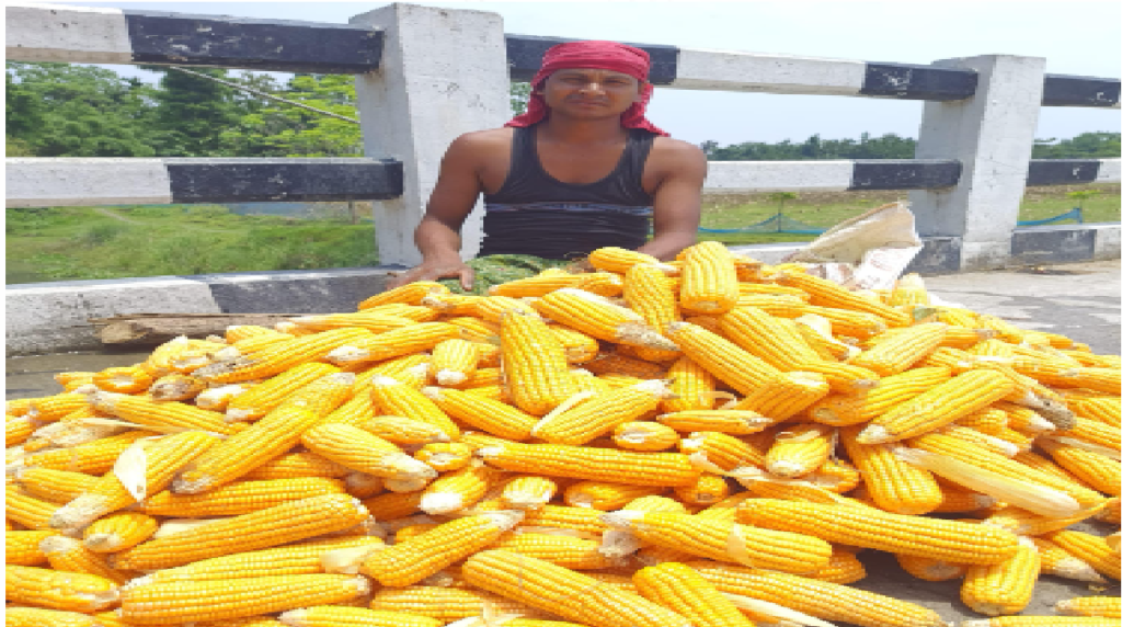maize crop