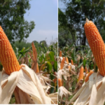 maize crop