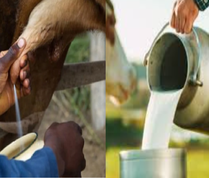 milk production