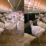 poultry farming