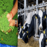 livestock animal news