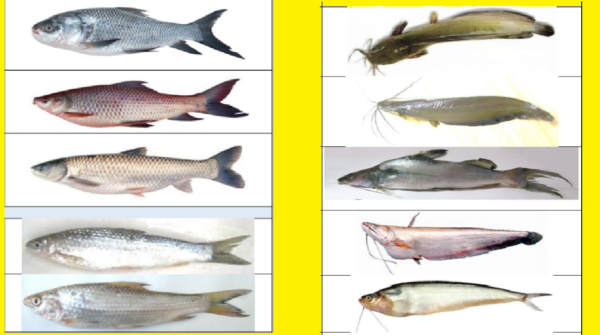 fish farming