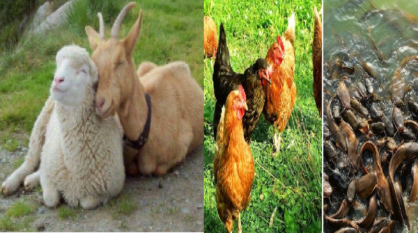 animal husbandry