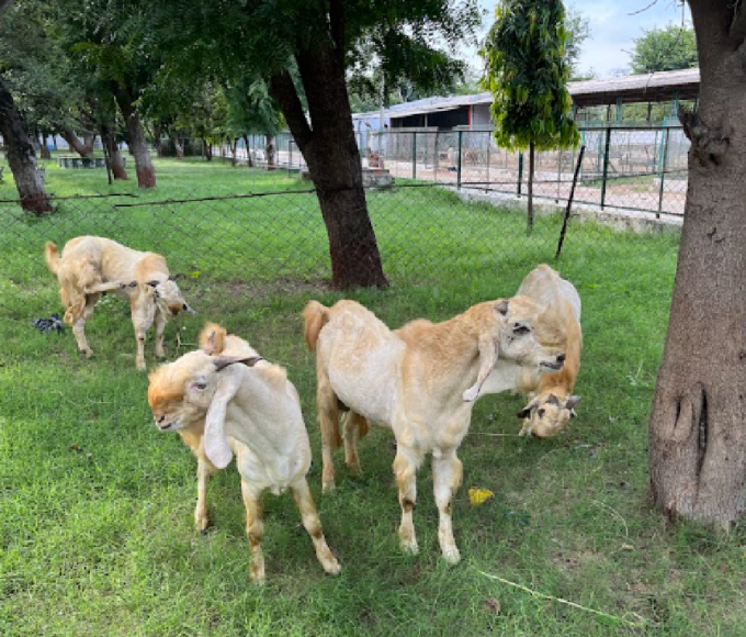 animal husbandry