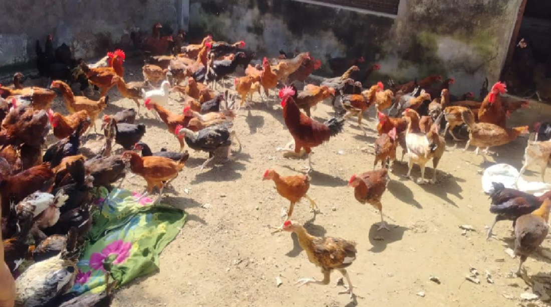 poultry farm