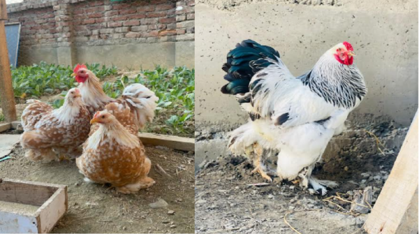 poultry