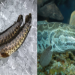 livestock animal news