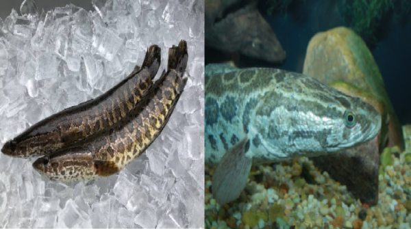 livestock animal news