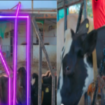 animal husbandry news