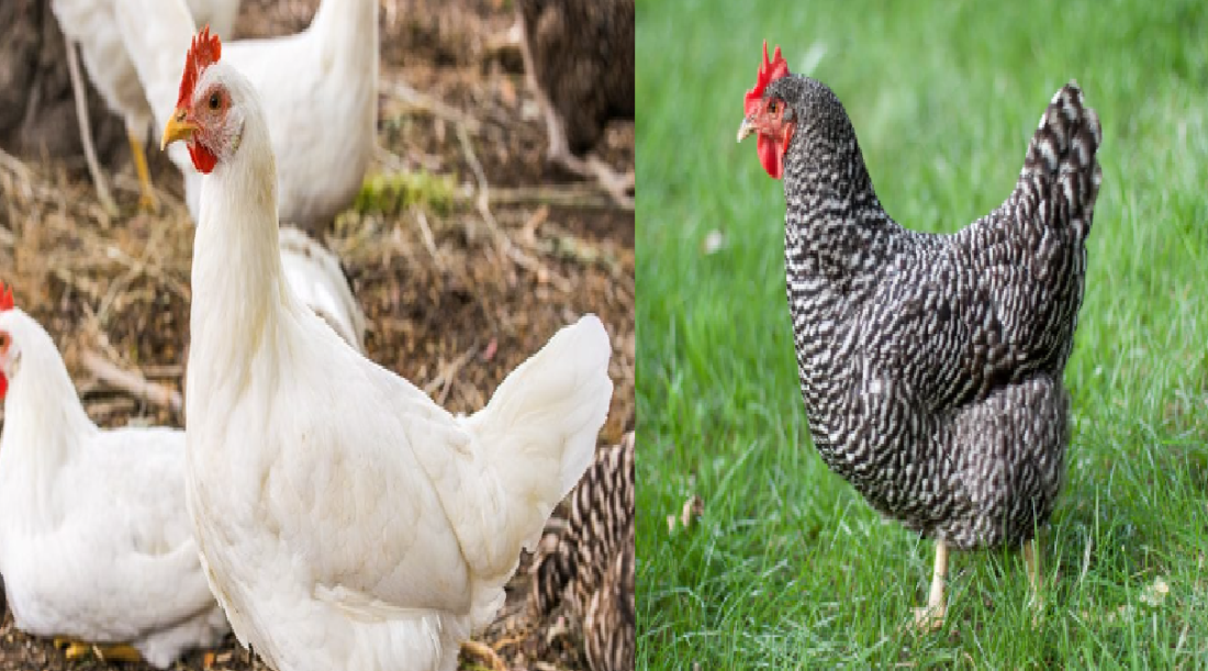 poultry