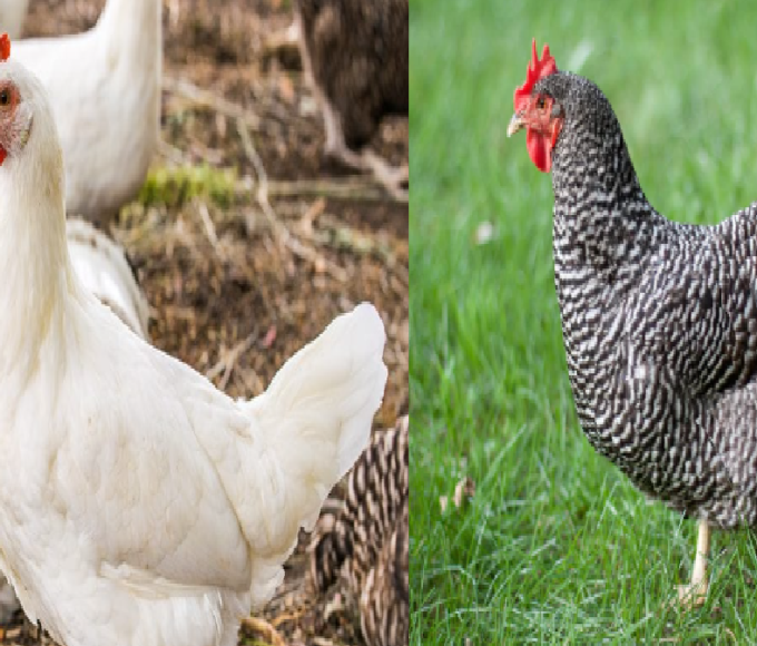 poultry