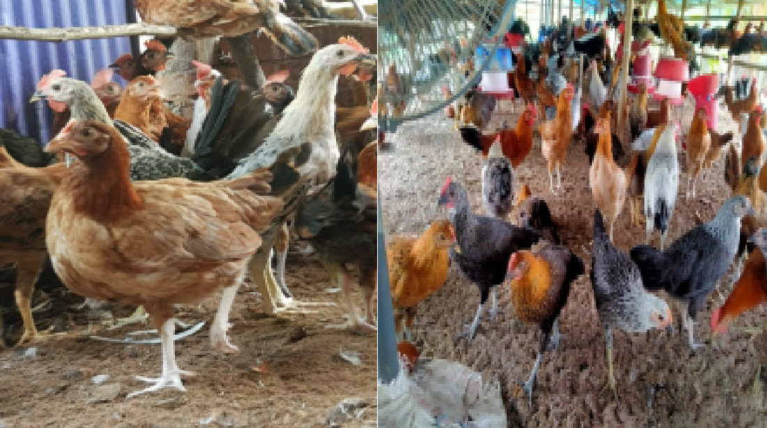 poultry news