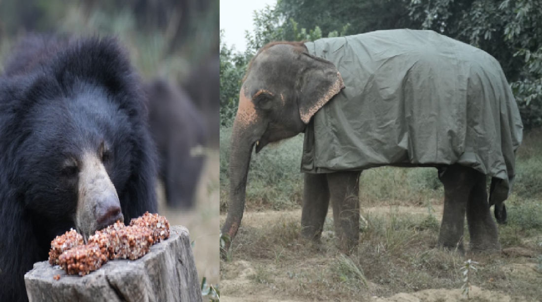 wildlife sos