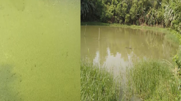 livestock animal news