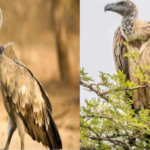 livestock animal news