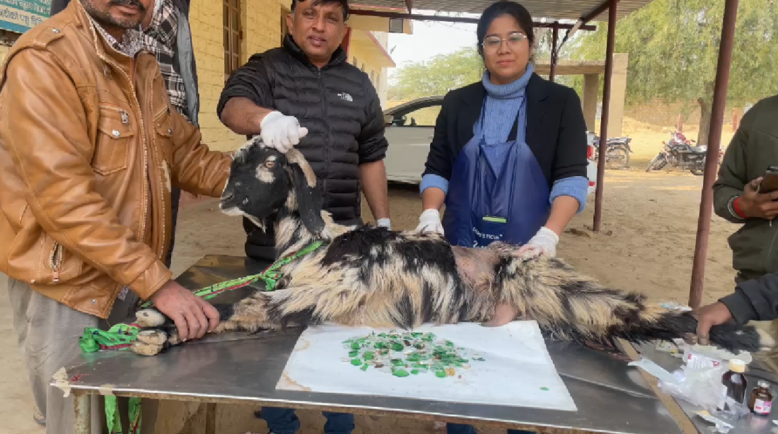 goat farming