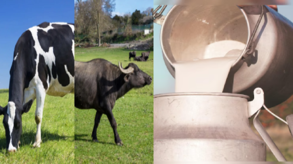 कंकरेज नस्ल के मवेशी तथा जाफराबादी, नीली रावी, पंढरपुरी और बन्नी नस्ल की भैंसों को शामिल किया गया है. इसमें रोग मुक्त हाई जेनेटिक वाले सांडों को पंजाब सहित देश भर के वीर्य केंद्रों को उपलब्ध कराया जाता है.