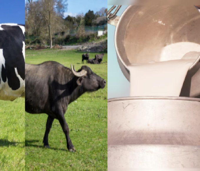 कंकरेज नस्ल के मवेशी तथा जाफराबादी, नीली रावी, पंढरपुरी और बन्नी नस्ल की भैंसों को शामिल किया गया है. इसमें रोग मुक्त हाई जेनेटिक वाले सांडों को पंजाब सहित देश भर के वीर्य केंद्रों को उपलब्ध कराया जाता है.