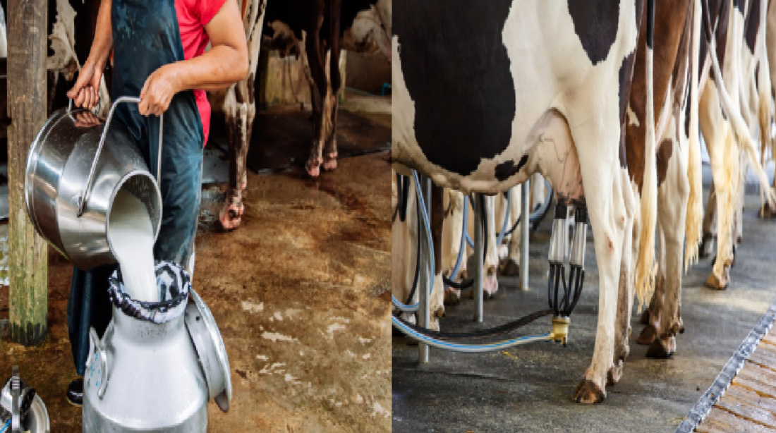livestock animal news