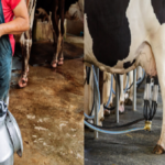 livestock animal news