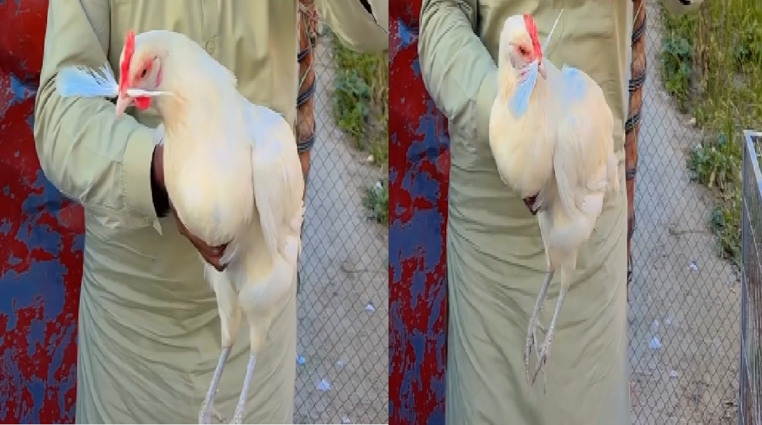 poultry news