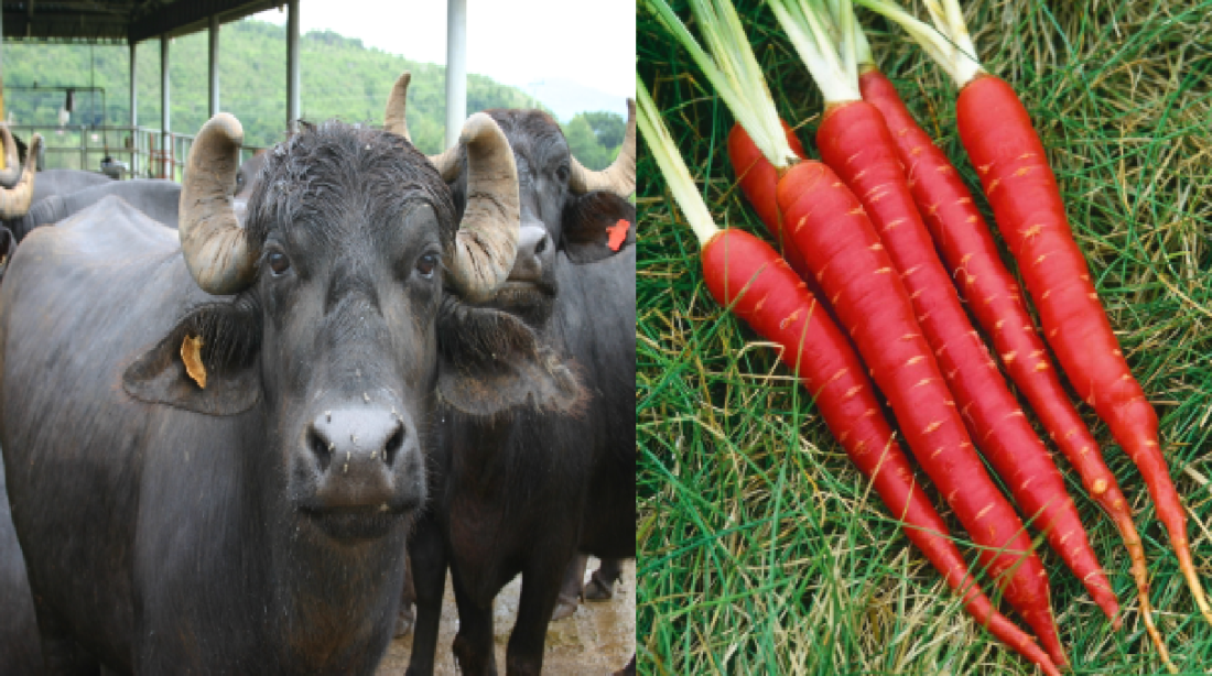 livestock animal news