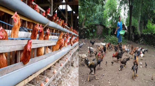 poultry farming