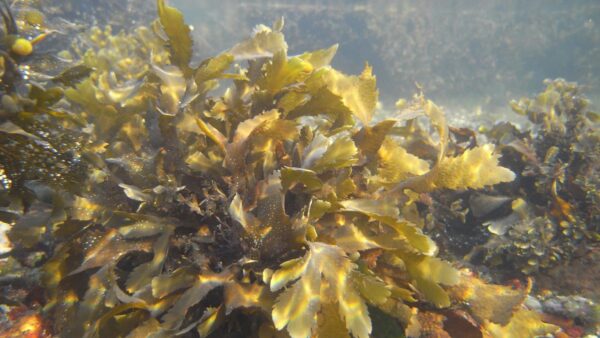 सी वीड का यूज बायोफर्टिलाइजर, फार्मास्यूटिकल्स, सौंदर्य प्रसाधन, पशु आहार और जैव ईंधन में भी किया जाता है.