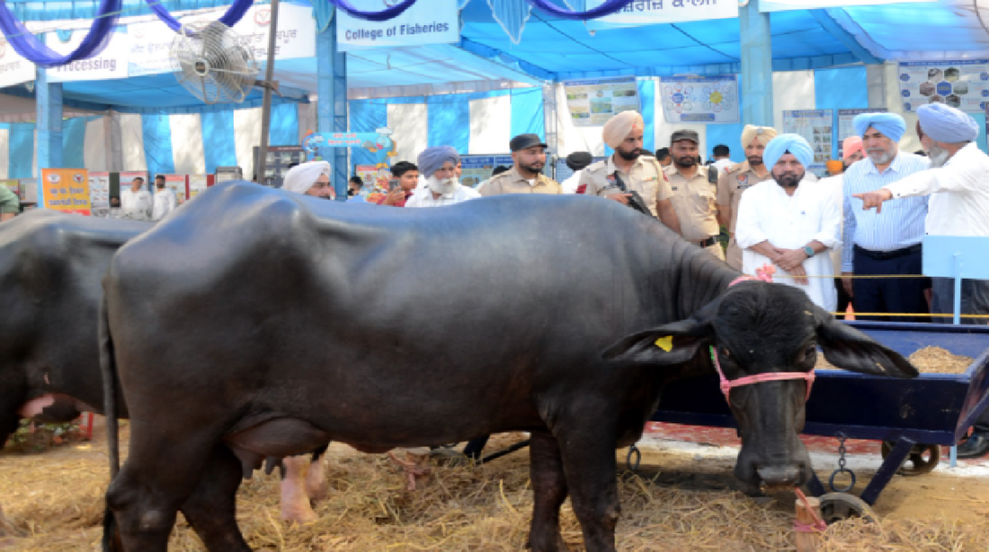 मतलब पशु की अच्छी ग्रोथ के लिए जरूरी राशन-पानी दिया जाना चाहिए. वहीं प्रेग्नेंसी के वक्त किस तरह की डाइट दी जाए जो उसकी जरूरत पूरी हो सके. वहीं यदि अच्छा प्रोडक्शन चाहते हैं तो उस तरह से डाइट दी जानी चाहिए.