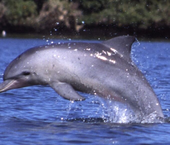 डॉल्फिन मछली नहीं है, डॉल्फिन एक स्तनधारी प्राणी है.