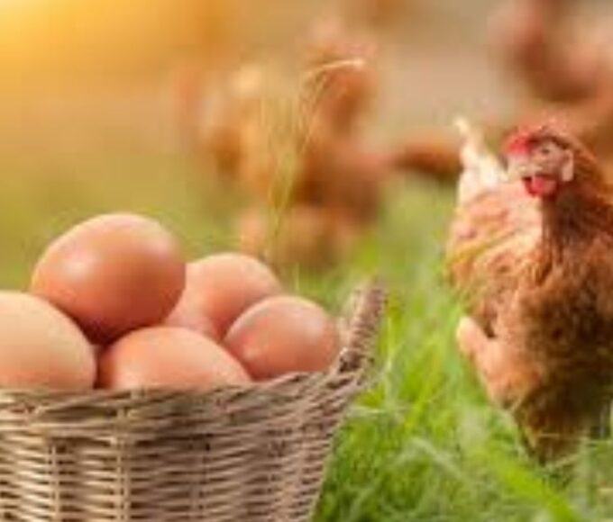 नर्मदा निधि आपकी आमदनी को जबरदस्त बढ़ा सकती है. ये साल भर में 160 से 180 अंडे तो देती है. इसका वजन भी बहुत तेजी के साथ बढ़ता है.