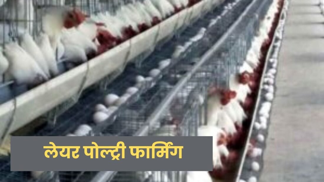 सफेद अंडा देने वाली मुर्गियों की तुलना में भूरा अंडा देने वाली मुर्गियां कुछ बड़ी होती हैं. ये मुर्गियां अधिक खाना खाती हैं. अन्य लेयिंग ब्रीड की तुलना में यह बड़े अंडे देती हैं. इनके अंडों का खोल भूरे रंग का होता है.