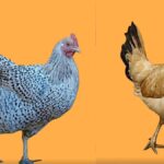 कुछ मुर्गियां साल में तीन सौ तक अंडे देती हैं, तो कुछ सौ तक ही सीमित रह जाती है. गुजरात में मुर्गी की एक नस्ल पहचान बनाए हुए हैं. ये अंकलेश्वर और अरावली मुर्गी.