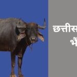 छत्तीसगढ़ी भैंस में गर्मी सहन करने के साथ प्रतिरोधक क्षमता अधिक होती है. इसके अलावा निम्न पोषक तत्वों में भी दूध उत्पादन की क्षमता है.