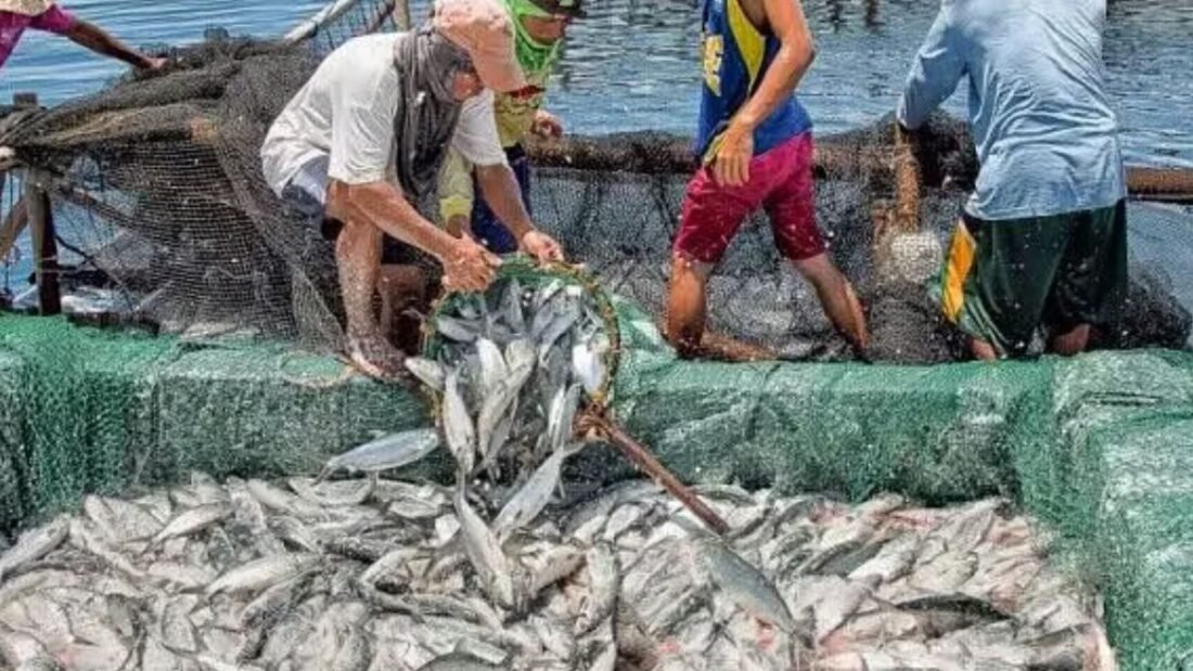 The States and UTs have been advised to implement the clusters based approach for development of fisheries and aquaculture. Based on the request received from the Andaman and Nicobar Administration, development of Tuna fisheries cluster in Andaman & Nicobar Islands has been notified under PMMSY.